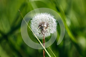 Taraxacum Dandelion flower over a green grass background, Valconca, Emilia Romagna, Italy