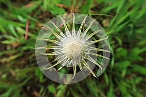 Taraxacum Dandelion flower petals color white red