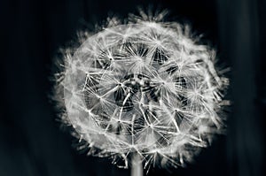 Taraxacum erythrospermum Dandelion black and white, selective focus