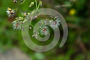 Taraxacum mongolicum Hand.-Mazz. photo
