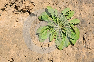Taraxacum mongolicum