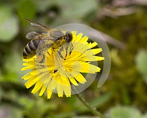 Taraxacum officinale