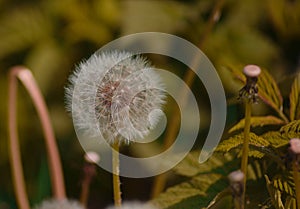 Taraxacum officinale as a dandelion or common dandelion commonly known as dandelion. This time in the form of a blower