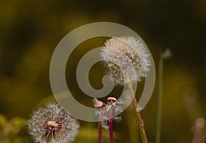 Taraxacum officinale as a dandelion or common dandelion commonly known as dandelion. This time in the form of a blower