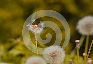 Taraxacum officinale as a dandelion or common dandelion commonly known as dandelion. This time in the form of a blower