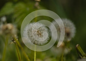 Taraxacum officinale as a dandelion or common dandelion commonly known as dandelion. This time in the form of a blower