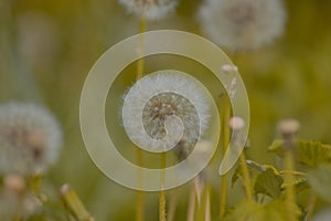 Taraxacum officinale as a dandelion or common dandelion commonly known as dandelion. This time in the form of a blower