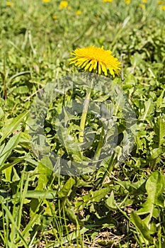 Taraxacum officinale (common dandelion, dandelion)