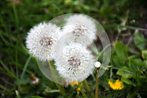 Taraxacum officinale, the common dandelion, is a flowering herbaceous perennial plant of the family Asteraceae