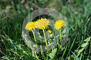 Taraxacum officinale, common dandelion yellow flowers closeup selective focus