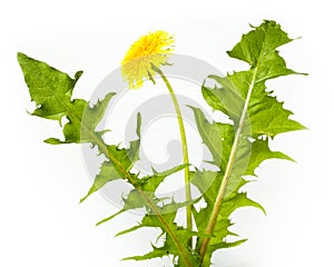 Taraxacum officinale, Dandelion photo