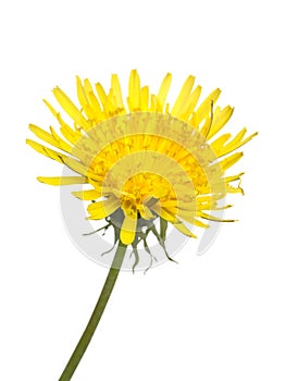 Taraxacum officinale, Dandelion