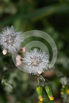 Taraxacum officinale, dandelion or bitter chicory, family Asteraceae. Pinwort