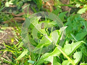 Taraxacum officinale, the dandelion or common dandelion. Bee