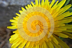 Taraxacum officinale - Dandelion - flower head closeup