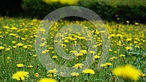 Taraxacum officinale. Dandelion meadow