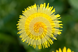 Taraxacum officinale,  dandelion yellow flower closeup selective focus