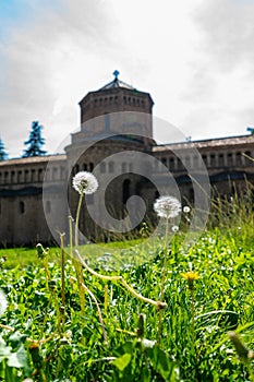 Taraxacum officinale in Monastery of Santa Maria in Ripoll, Cata