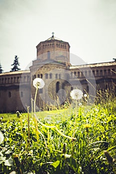 Taraxacum officinale in Monastery of Santa Maria in Ripoll, Catalonia, Spain.