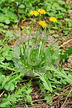 Taraxacum officinale plant photo