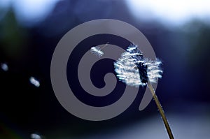 Taraxacum officinale photo