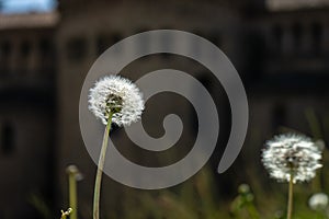 Taraxacum officinale in Ripoll, Catalonia, Spain.