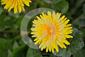 Taraxacum Officinale Yellow Dandelion garden flower closeup