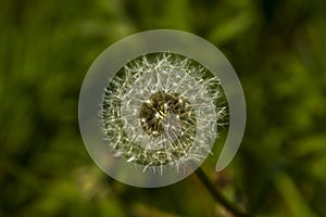 Taraxacum officinalis, a yellow dandelion flower in green background