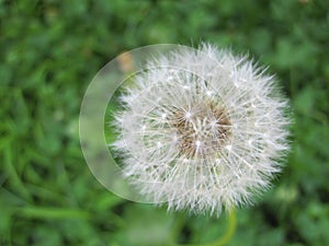 Taraxacum's parachute ball