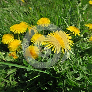 Taraxacum sect. Ruderalia,Dandelion, buttercup, a yellow flowering plant, important for home medicine