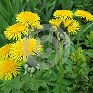 Taraxacum sect. Ruderalia,Dandelion, buttercup, a yellow flowering plant, important for home medicine