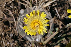 Taraxacum serotinum - Wild plant shot in the summer