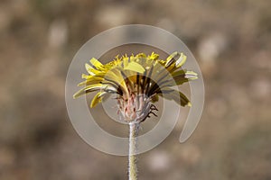 Taraxacum serotinum - Wild plant shot in the summer