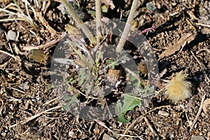 Taraxacum serotinum - Wild plant shot in the summer