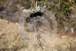 Taraxacum serotinum - Wild plant shot in the summer