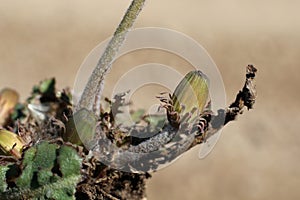 Taraxacum serotinum - Wild plant shot in the summer