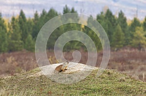 Tarbagan or Mongolian marmot lies on a stone