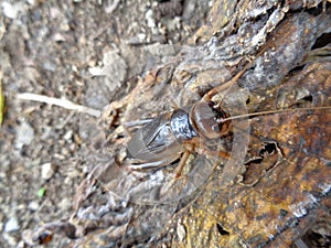 Tarbinskiellus portentosus or Brachytrupes portentosus big head cricket, large brown cricket, short-tail cricket, gangsir, gasir