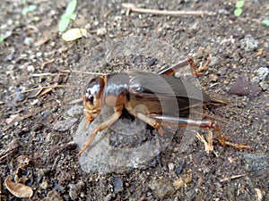 Tarbinskiellus portentosus or Brachytrupes portentosus big head cricket, large brown cricket, short-tail cricket, gangsir, gasir