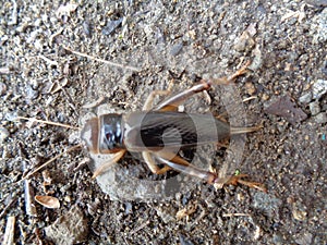 Tarbinskiellus portentosus or Brachytrupes portentosus big head cricket, large brown cricket, short-tail cricket, gangsir, gasir