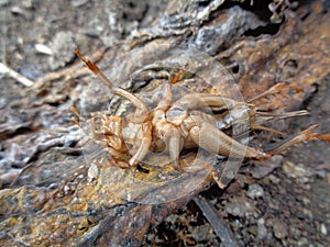 Tarbinskiellus portentosus or Brachytrupes portentosus big head cricket, large brown cricket, short-tail cricket, gangsir, gasir