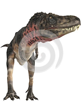 Tarbosaurus