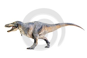 Tarbosaurus  Dinosaur on white isolate background Clipping path