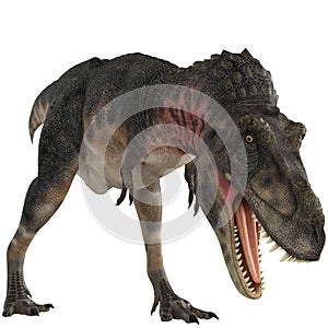 Tarbosaurus eating pose
