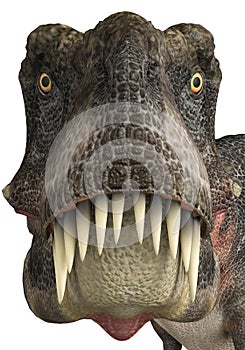 Tarbosaurus face