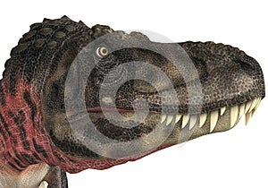 Tarbosaurus head