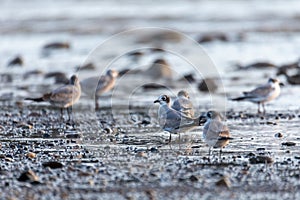 Tarcoles beach with water birds Franklins gull, Costa Rica