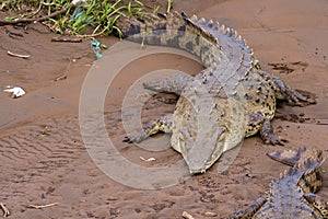 Tarcoles river crocodiles