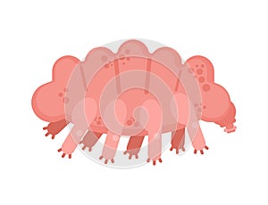Tardigrada type of microscopic invertebrate. vector illustration