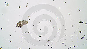 The tardigrade is mowing it`s tiny paws and walk between algae under microscope